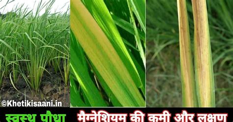 धान की खेती में मैग्नेशियम पोषकतत्व का महत्व