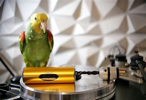 Plug Menaing Instrgam