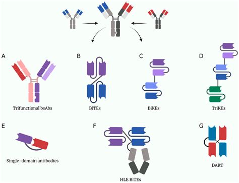 Bispecific Antibodies in Cancer Immunotherapy | Encyclopedia MDPI