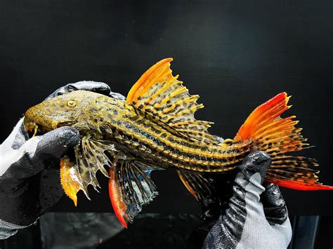 Predatory Fins Fish Store 的图像结果