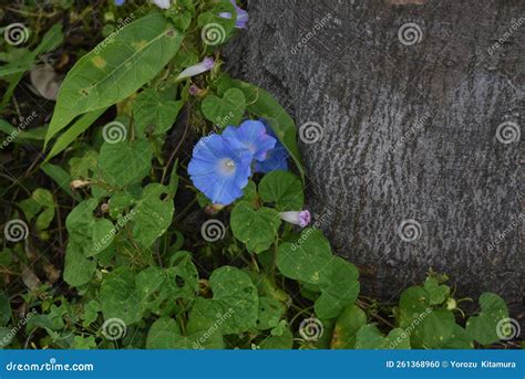 Japanese Morning Glory Flowers. Stock Photo - Image of blue, beauty ...
