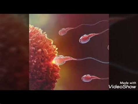 Image result for Human Reproduction YouTube