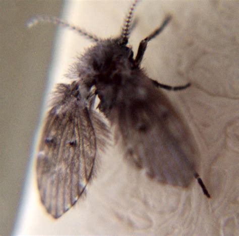 Drain Fly | Clark Pest Control