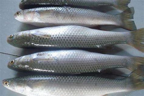梭鱼市场价格多少钱一斤 梭鱼是淡水鱼还是海鱼 - 致富热