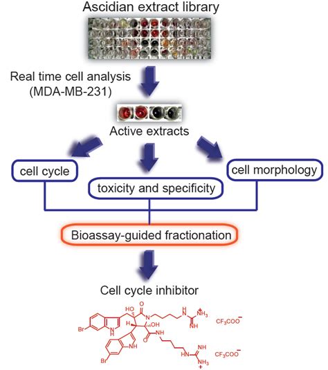 Identification of Eusynstyelamide B as a Potent Cell Cycle Inhibitor ...