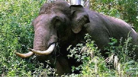 'Arikomban is naive wild elephant, will capture and release him into ...
