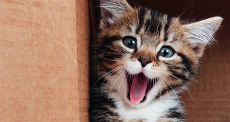 Pet Dental Care - Ourvets Parklands Veterinary Clinic