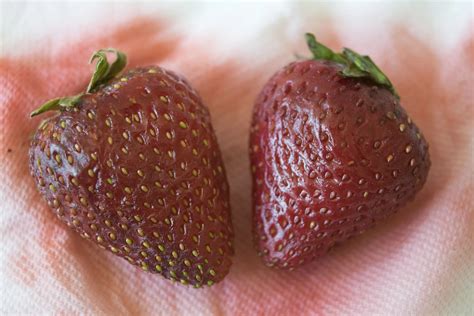 Tested: The Best Way to Keep Strawberries Fresh « Food Hacks :: WonderHowTo
