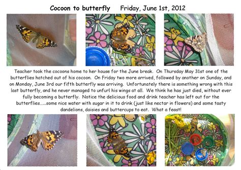 Cocoons And Butterflies