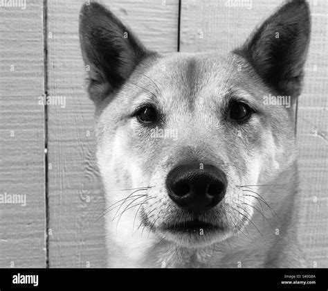 Shiba inu dog Black and White Stock Photos & Images - Alamy
