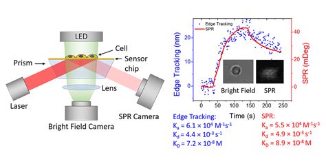 Simultaneous Quantification of Protein Binding Kinetics in Whole Cells ...