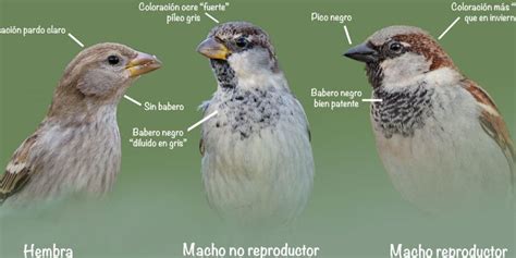 Image result for Merge Python Implementation