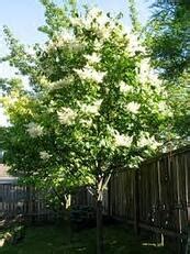 Image result for Give Flowchart of Algorithm