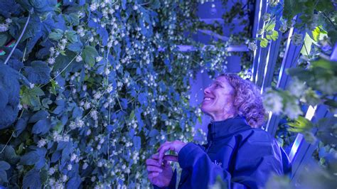 Small beer? Hot hops the way forward for Spanish brewers - CGTN