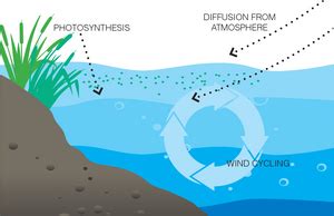 Dissolved Oxygen in Greenhouse - HORIBA