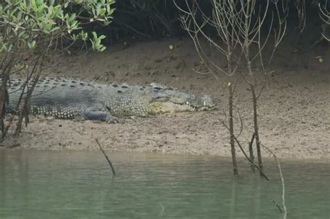 Monkeys' brave rescue attempt in crocodile-infested river goes viral