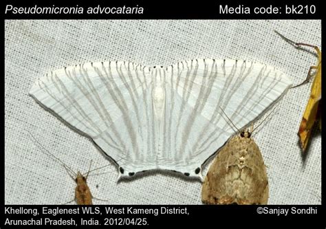 Pseudomicronia advocataria (Walker, 1861) - | Moths