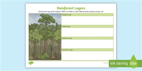 Rainforest Layers Describing Activity