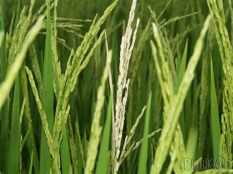 Online Plant Clinic
