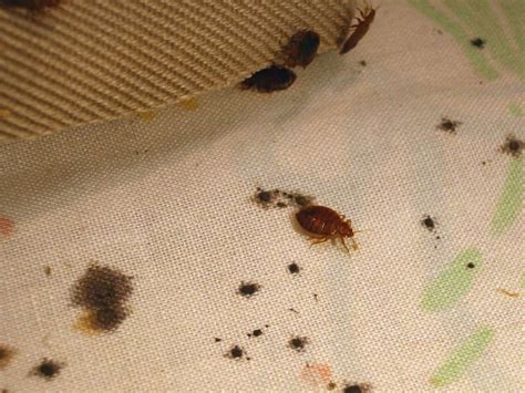Bed Bug Poop & Fecal Stains: What You Need to Know - PestSeek