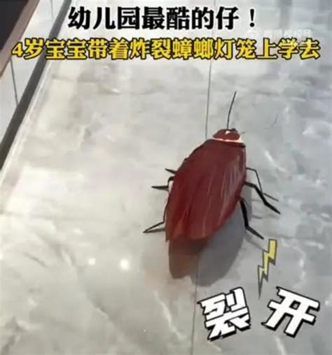 4岁宝宝带着炸裂蟑螂灯笼上学去 网友：吓死掉_新广网