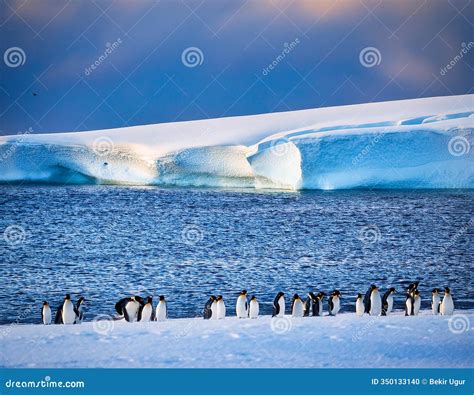 Flock Of Penguins And The Southern Lights In Antarctica, Aurora ...