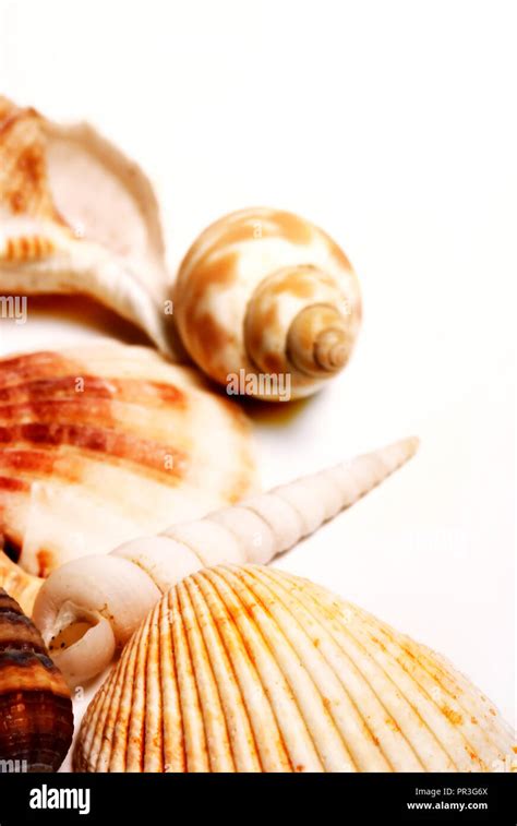 Image result for Isolated Shells