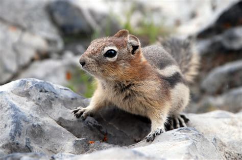 Golden Mantled Ground Squirrel Vs Chipmunk
