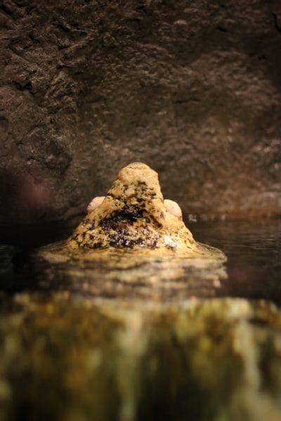 Image result for Purging Snapping Turtle