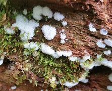 Image result for Hyphomycetes