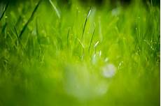 Wallpaper Green by 12 Beautiful Green Grass Field Hd Wallpapers Wallpaper Green