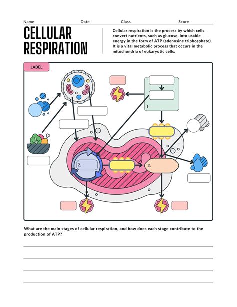 Simple Cellular Respiration Worksheet