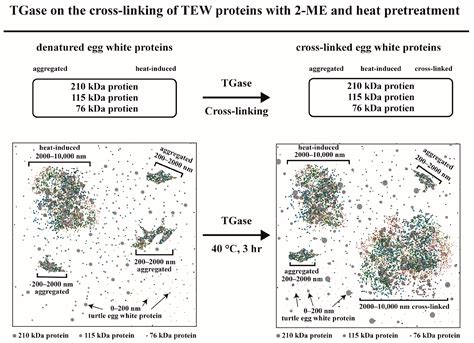 Cross-Linking of White Proteins in Soft-Shell Turtle Eggs Using ...