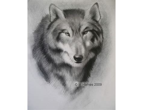 Image result for wolves drawing tutorial