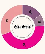 cell cycle 的图像结果