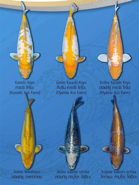 Épinglé par Lai Tjie Kok sur koi