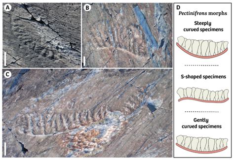 Image result for Fissural Prodigy Evolution
