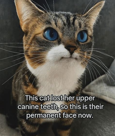 Image result for With Your Teeth Meme Compilation