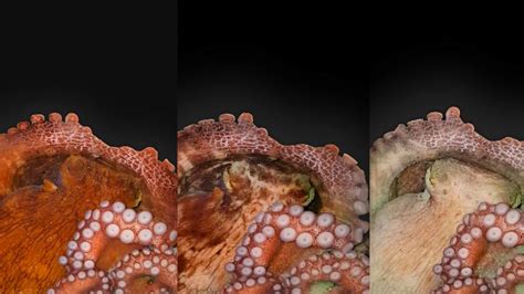 Image result for How Octopus Change Color