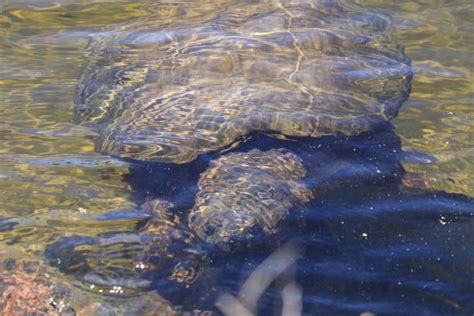 Image result for Alligator Snapping Turtle Underwater