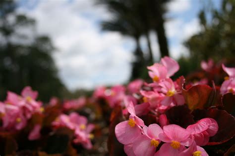 Begonia annuals in Orlando, FL | Begonia, Plants, Orlando