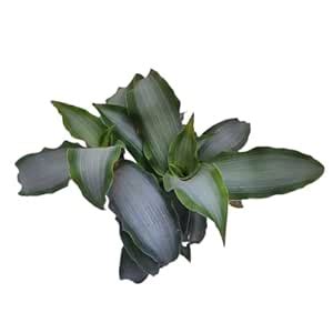 Ashokavanam Tradescantia Silver ‘Moon Dust’ Plant : Amazon.in: Garden ...