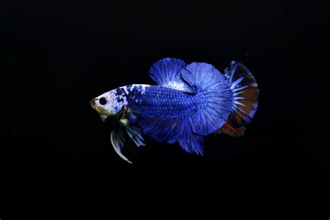 美丽的暹罗斗鱼图片-蓝色的暹罗斗鱼素材-高清图片-摄影照片-寻图免费打包下载