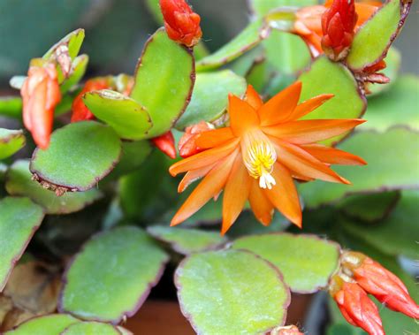 How To Get An Easter Cactus To Bloom Every Year: Expert Tips ...