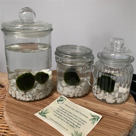 Marimo Moss ball pet terrarium jar | Fox Botanics