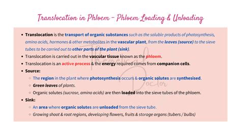 Phloem Loading a Level 的图像结果