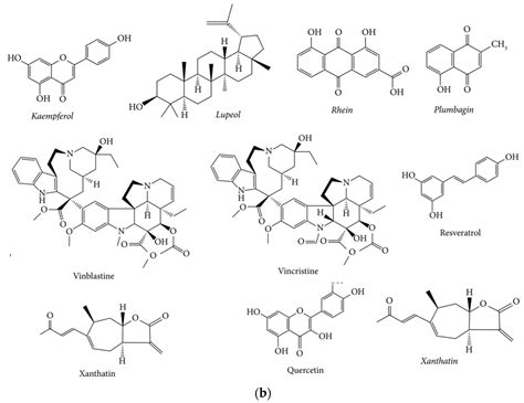 Insight into the Biological Roles and Mechanisms of Phytochemicals in ...