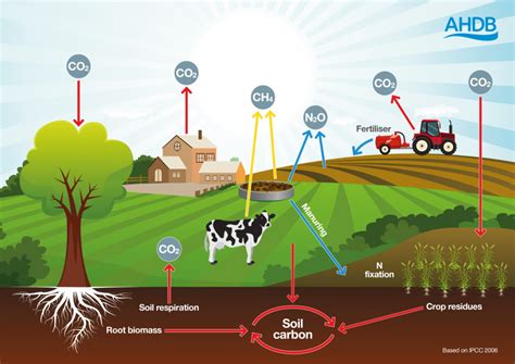 Net zero: agriculture and carbon | AHDB