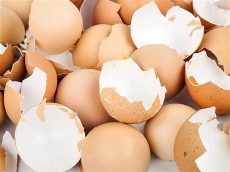 Image result for Cooking Egg Shells