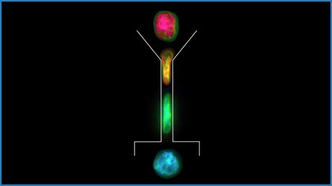 Image result for Direct Cell Reprogramming